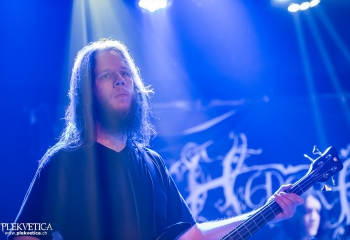 Hedera - Photo By Dänu