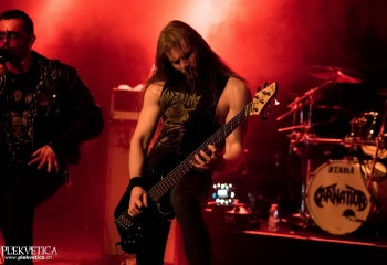 Carnation - Photo by Nati