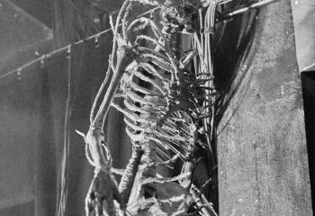 Alces - Komplex 457 - 15.10.2022 - Photo By Peti