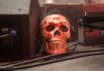 WASP - Photo by Roli