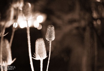 Ak'chamel - Picture by Natalie