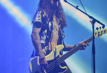 King Zebra - Photo By Peti