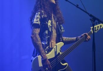 King Zebra - Photo By Peti