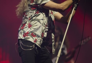 King Zebra - Photo By Peti