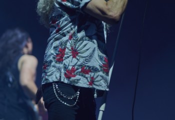 King Zebra - Photo By Peti