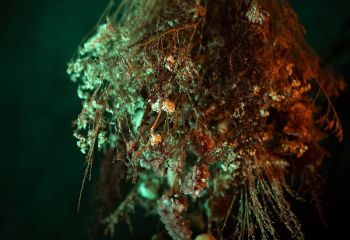 Arrows - Photo by Natalie