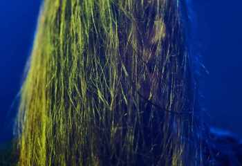 Bloodred Hourglass - Photo By Peti