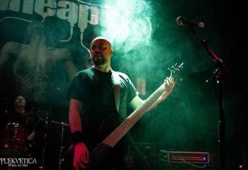 Guineapig - Photo by Natalie