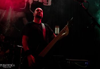 Guineapig - Photo by Natalie