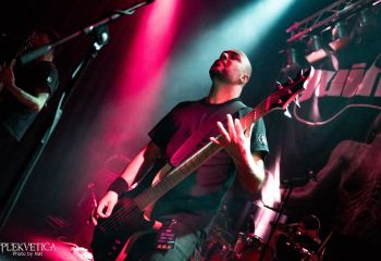 Guineapig - Photo by Natalie