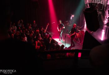 Guineapig - Photo by Natalie