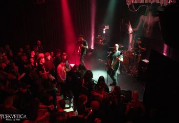 Guineapig - Photo by Natalie