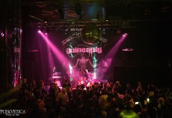 Guineapig - Photo by Natalie