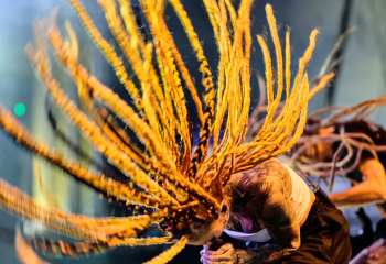 Infected Rain - Photo By Peti